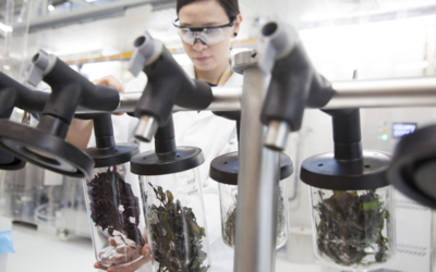 ECN part of TNO opent een zeewier labora­to­rium op de EHC