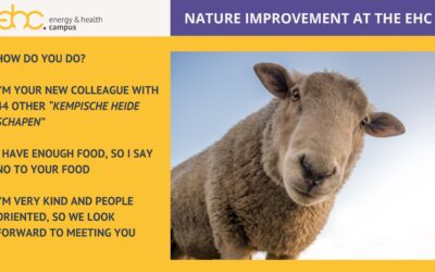 Schapen op de Energy & Health Campus
